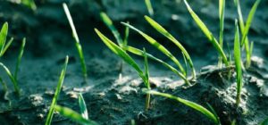 can_you_apply_fertilizer_and_grass_seed_at_the_same_time_1_1